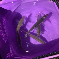 アジ釣りとエソ釣り